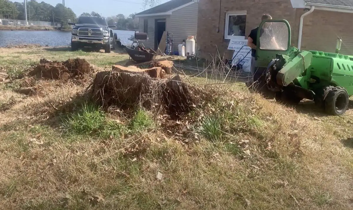 Tree stump before grinding in Hampton Roads VA