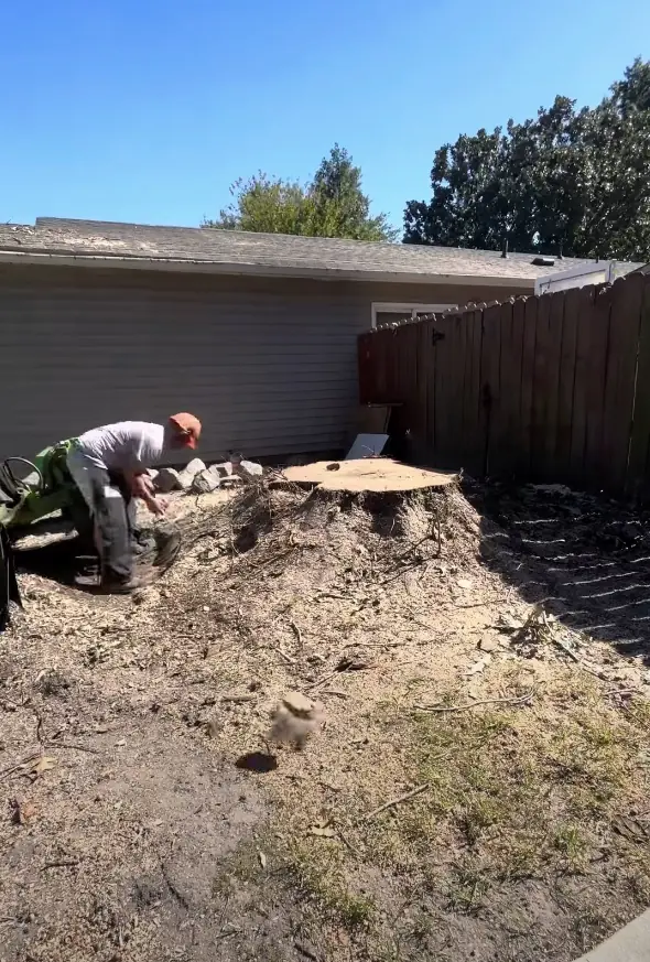 Tree stump before grinding in Windsor VA